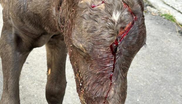 Uno de los últimos ataques de lobo en la provincia de León