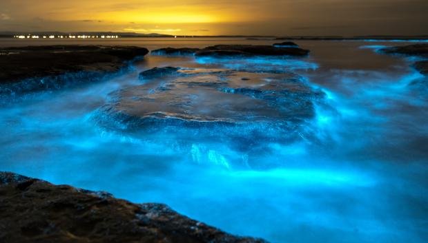 Los dinoflagelados usan esta luminosidad tanto para comunicarse como para defenderse.