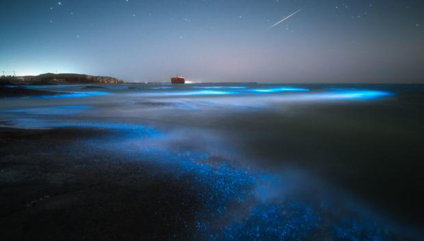 Playa bioluminiscente por la noche