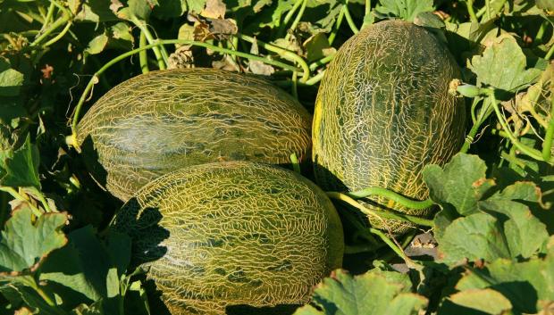Melón de La Mancha