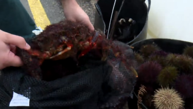 En el maletero no faltaban los percebes y los centollos