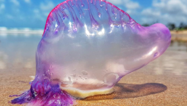 Las carabelas portuguesas, falsas medusas o Physalia physalis