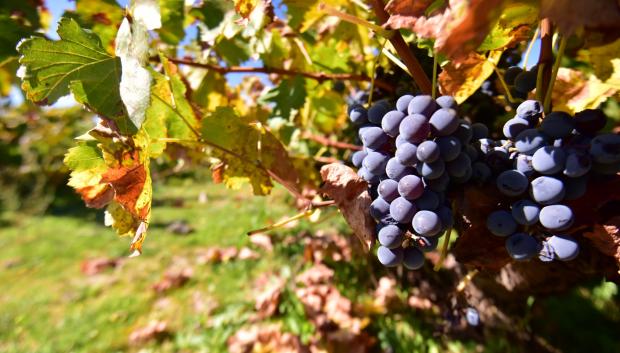 El alma de esta tierra está en las bodegas familiares