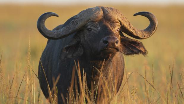 Búfalo del cabo.