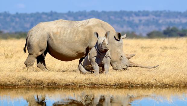 Rinocerontes blancos en la sabana.