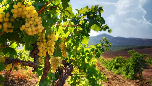 DO La Mancha, Ciudad Real