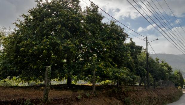 Una serie de castaños en Mos (Pontevedra)