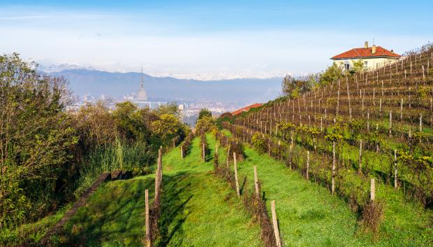 Viñedo en una colina cerca de Turín