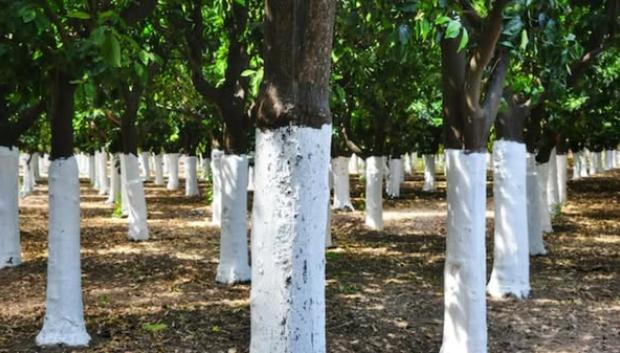 Fuera de las carreteras también se pintan de blanco