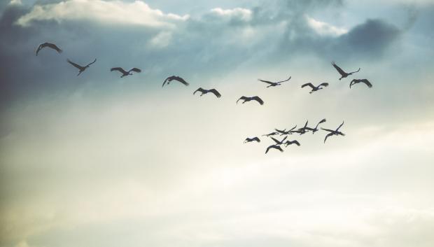 Una bandada de pájaros