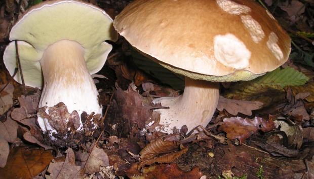 Boletus edulis