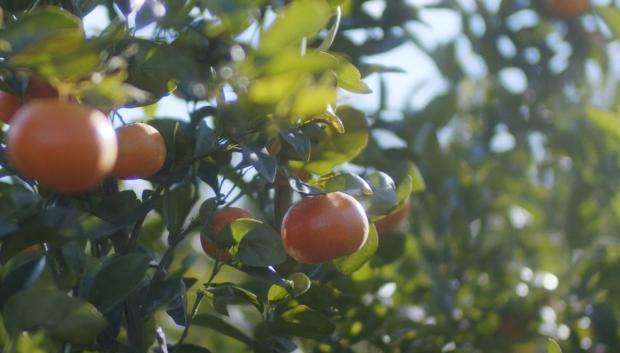 Mandarinas de la variedad Nadorcott, creada por el Instituto Nacional de Investigación Agrícola (INRA) de Marruecos, propiedad de la familia real