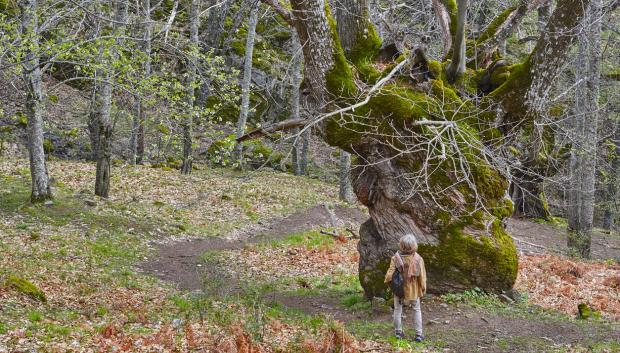 Castaño milenario en el valle del Ambroz
