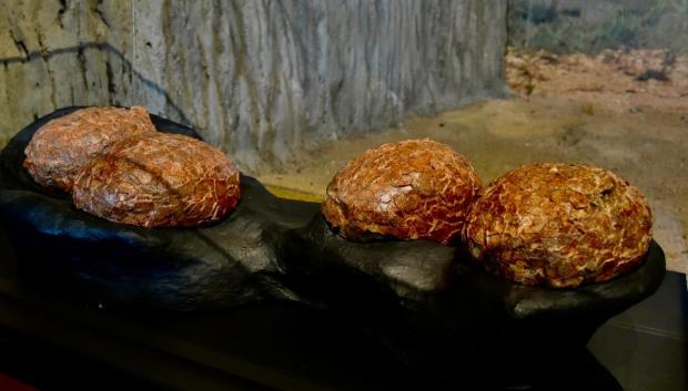 Nueva vitrina con huevos de titanosaurios descubiertos en el yacimiento cretácico de Poyos (Guadalajara).

REMITIDA / HANDOUT por JCCM
Fotografía remitida a medios de comunicación exclusivamente para ilustrar la noticia a la que hace referencia la imagen, y citando la procedencia de la imagen en la firma
04/11/2025