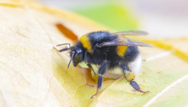 Abejorro Bombus terrestris