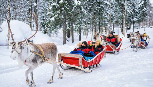 Trineos de renos por el bosque de Rovaniemi