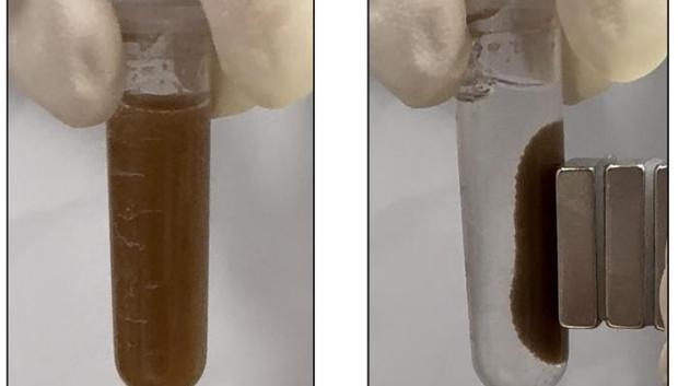 Las microesferas que detectan enfermedades gastrointestinales se suspenden en una solución (izquierda) y luego son atraídas al lado de un tubo de ensayo por un imán (derecha) para que los investigadores puedan recuperarlas fácilmente de las muestras biológicas