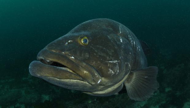 Pez mero de dientes largos