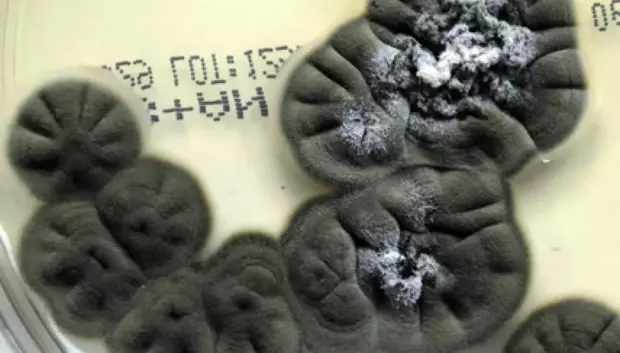 Cultivo del hongo Cladosporium sphaerospermum hallado en Chernóbil