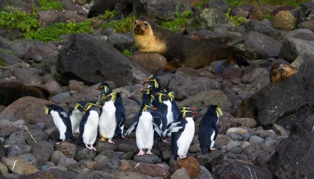 Pingüinos de penacho amarillo en Tristán de Acuña.