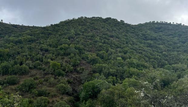Testero del 3 de Vallehermoso