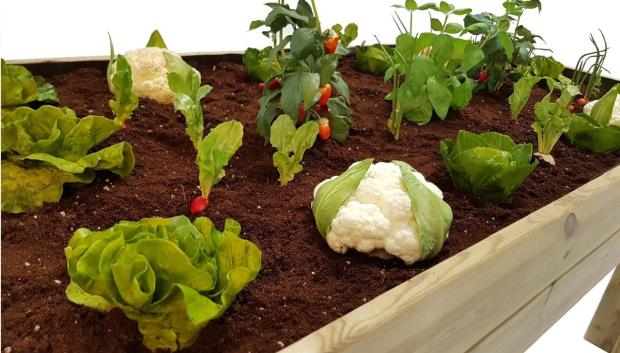 Kit de cultivo de plantas aromáticas