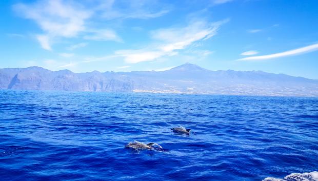Avistamiento de delfines frente a Los Gigantes