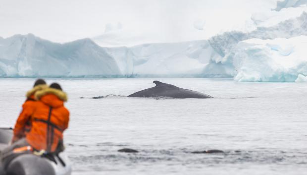 Una pareja contempla una ballena jorobada desde una zodiac en la Antártida.