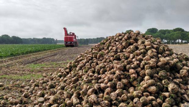 Cultivo de la remolacha azucarera