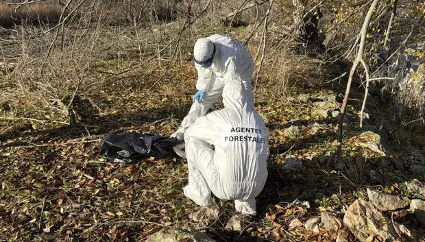 Recogida de las cigüeñas muertas