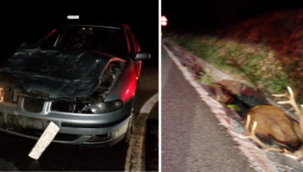 Así queda un Seat Leon tras atropellar un venado