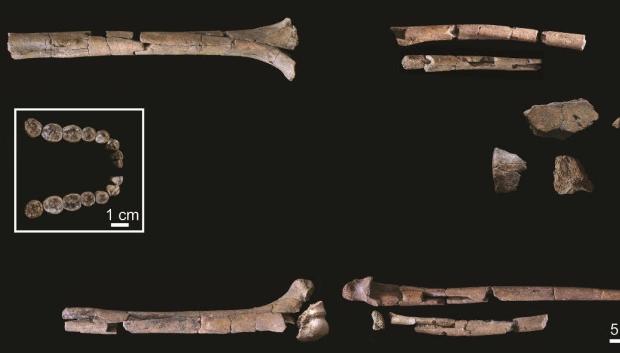 Dentición mandibular y elementos postcraneales