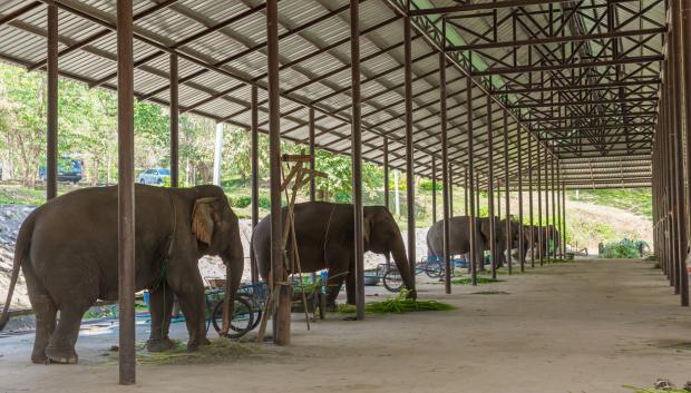 Centro para el cuidado de elefantes en Lampang