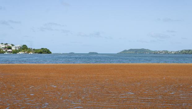 Algas de sargazo en la costa del Caribe