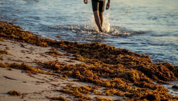 Playa con sargazo