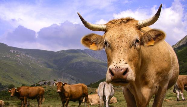 Ganado vacuno en la Reserva de Los Ancares