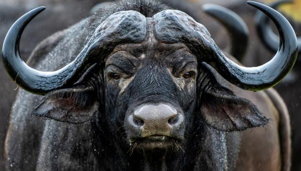 Búfalo del Cabo
