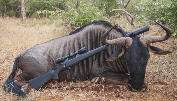 Imagen de caza de ñu macho en Sudáfrica