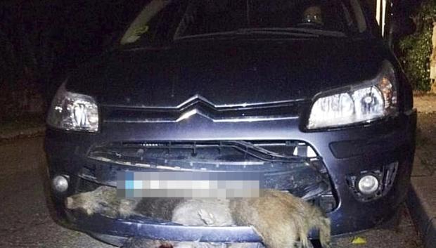 Bastante grave es el accidente como para mover uno de estos animales