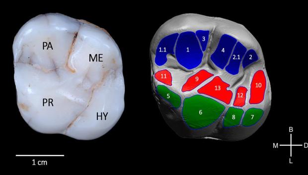 Molar superior de la Sima de los Huesos  AT-3177