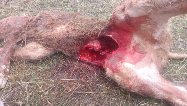 Detalle de la herida mortal de un ternero causado por un lobo