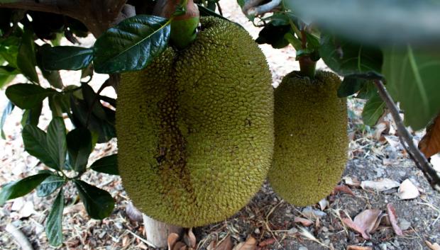 Dos Yacas cuelgan de la rama de un árbol