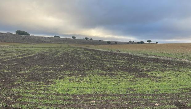 Daños de jabalíes en un cultivo del Campo de Montiel.

REMITIDA / HANDOUT por ASAJA
Fotografía remitida a medios de comunicación exclusivamente para ilustrar la noticia a la que hace referencia la imagen, y citando la procedencia de la imagen en la firma
30/1/2026