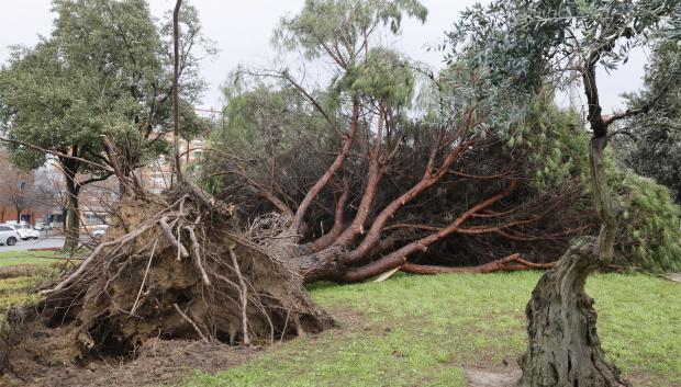La nueva borrasca que ha irrumpido este lunes en Andalucía ha dejado de momento más de 150 incidencias solo en la provincia de Sevilla, donde cinco personas han resultado heridas a raíz de distintos desprendimientos provocados por las fuertes rachas de viento, se ha informado a EFE Emergencias 112. EFE/José Manuel Vidal