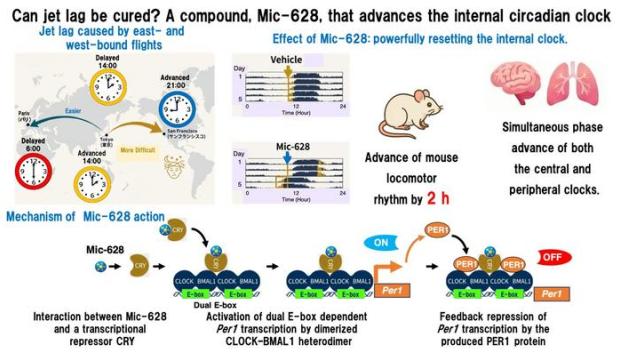 (Arriba a la izquierda) Jet lag por viajes internacionales; (Arriba a la derecha) Avances de fase inducidos por Mic-628 en los relojes circadianos conductuales, centrales y periféricos; (abajo) Mic-628-CRY recluta el dímero CLOCK-BMAL1 en cajas E duales, lo que induce Period1.
