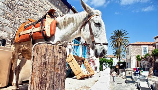Los burros son un medio de transporte esencial en Hidra