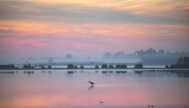 Humedales de Doñana