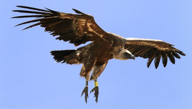 51 aniversario del Refugio de Rapaces de Montejo de la Vega
