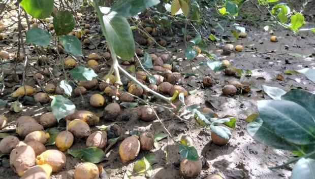 Limones, aguacates, cereales, aceitunas, naranjas... El campo andaluz se ahoga tras la sucesión de borrascas