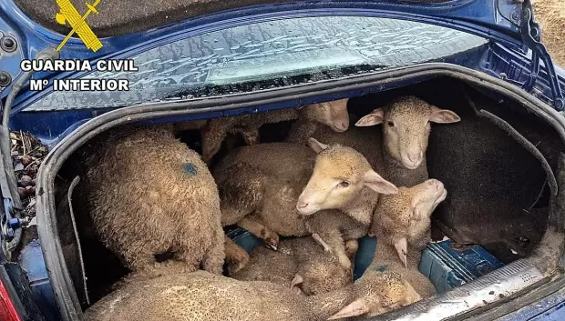 Los borregos en el maletero del Ford Focus sedán